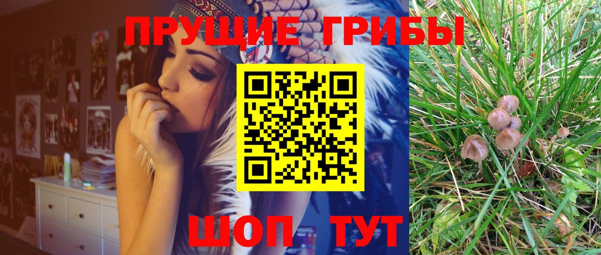 Галлюциногенные грибы Psilocybe Волжский